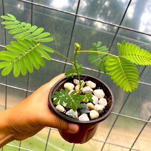 1 Sensitive Plant in Decoration Pot mimosa pudica